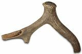 Pleistocene Fossil Deer Antler - Florida #325963-2
